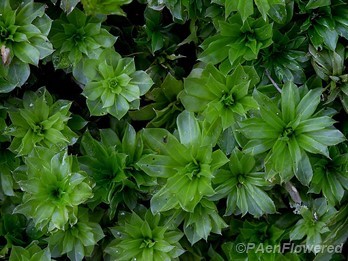 Plant form